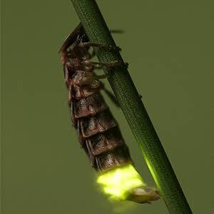 Le vert luisant