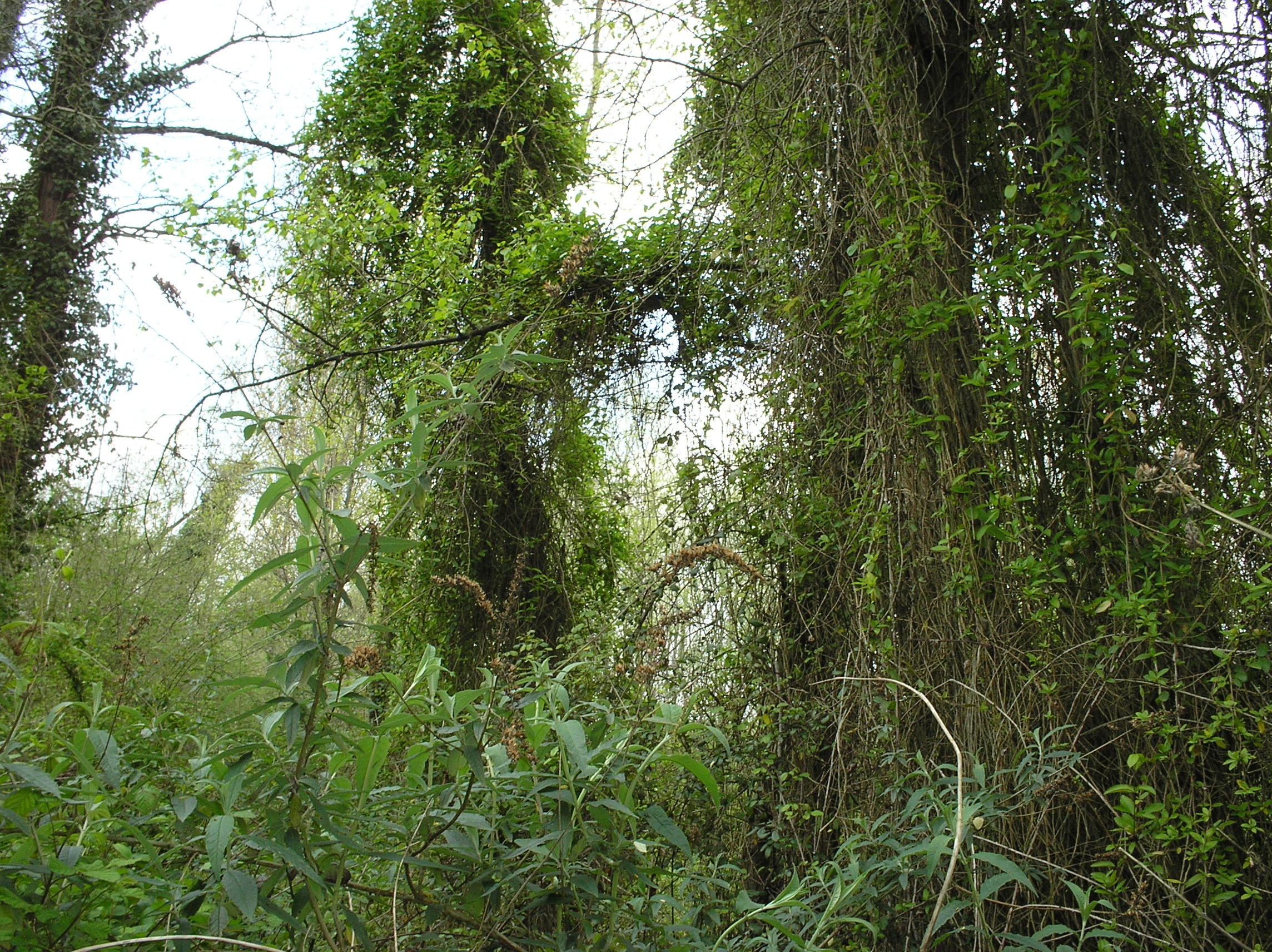 Les plantes grimpantes dans les arbres