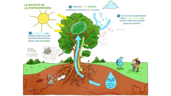 La photosynthèse des arbres