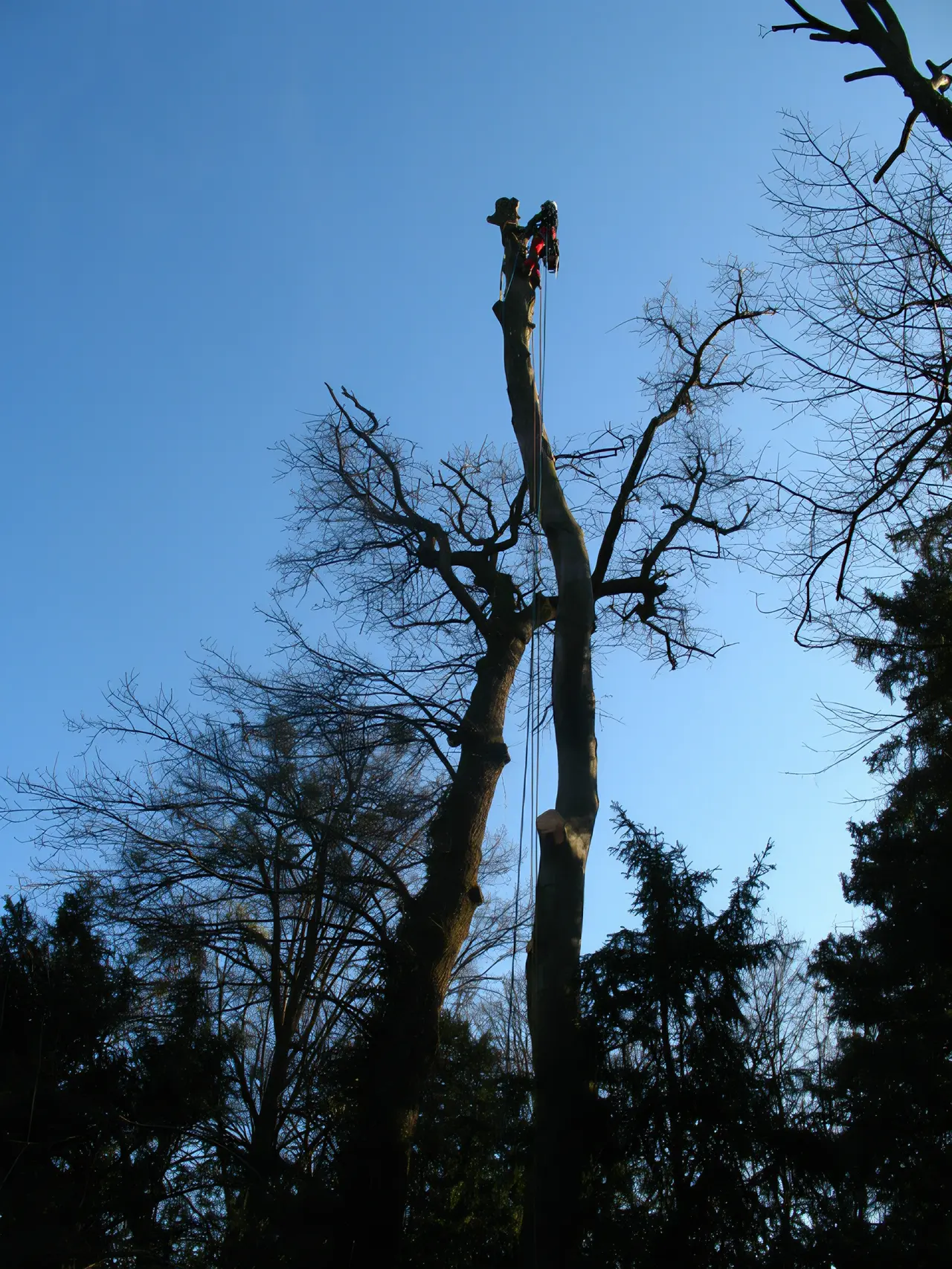 Abattage par Art’Kébia, arboriste grimpeur dans la région grenobloise