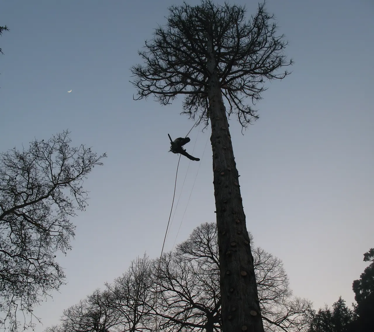 Arboriste grimpeur d’Art’Kébia en plein élagage, en haut d’un grand arbre