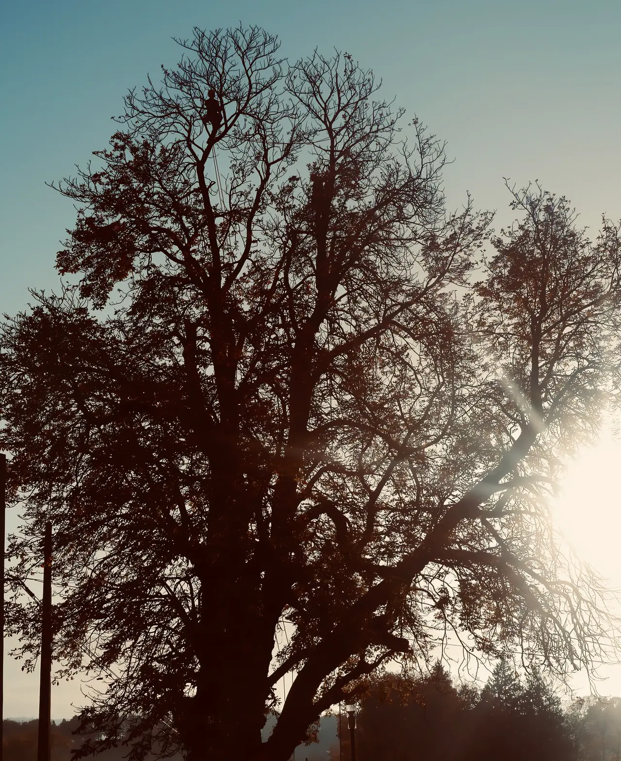 Élagage par Art’Kébia, arboriste grimpeur dans la région grenobloise