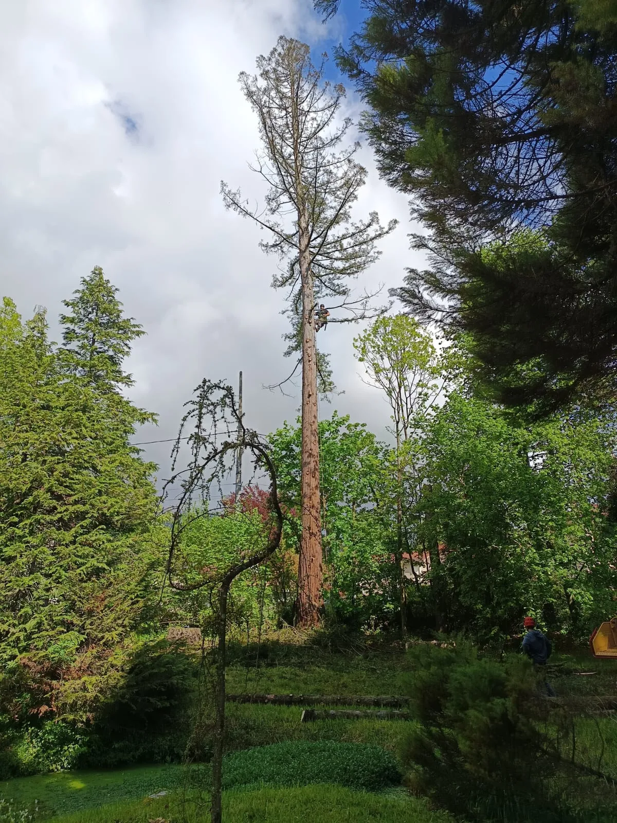 Arboriste grimpeur Art’Kébia en intervention près de Claix