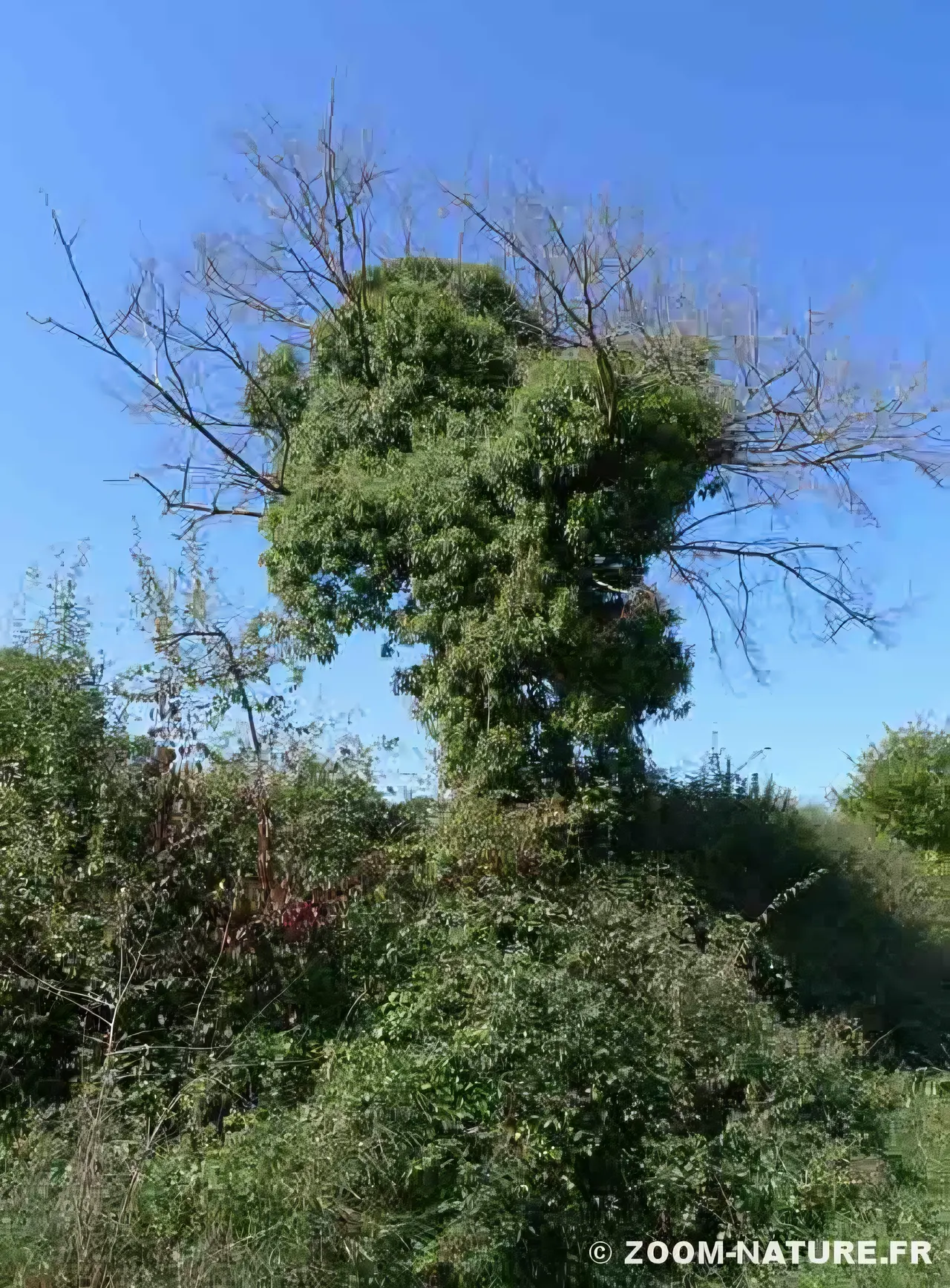 Le lierre sur les arbres