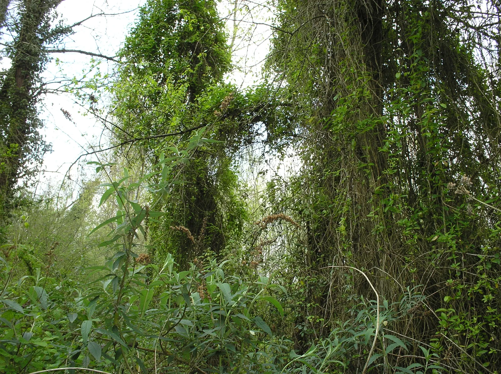 Les plantes grimpantes dans les arbres