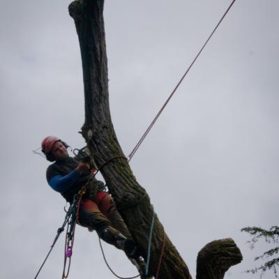 Abattage et démontage par rétention